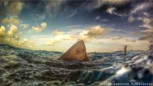 A good sign that there are Sharks below the surface at Ti... by Steven Anderson 